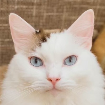 らぴ